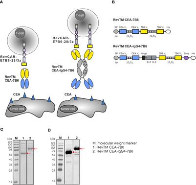 Targeting colorectal cancer cells using AND-gated adaptor RevCAR T-cells